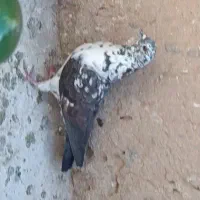 ماده سینه سفید گم کردم|حیوانات|یزد, |دیوار