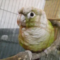 طوطی گرینچیک|پرنده|رودسر, |دیوار