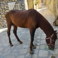 اسب محلی
