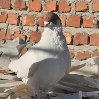 فروشی موقعیت خاش|پرنده|خاش, |دیوار