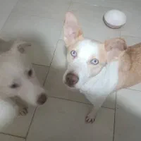 هاسکی|سگ|گرگان, |دیوار