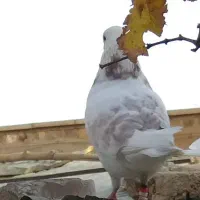 حیوانات مزرعه (کبوتر)|پرنده|خان ببین, |دیوار