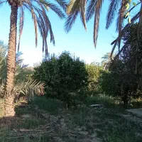 فروش باغ جاده منصوریه
