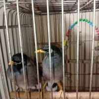 مرغ مینا|پرنده|لاهیجان, آهندان|دیوار