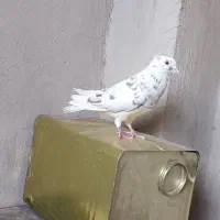 پرنده کفتر|پرنده|محمدیه-قزوین, |دیوار