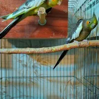 فروش انواع عروس هلندی عمده و تکی|پرنده|یزد, |دیوار