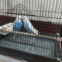 مرغ عشق|پرنده|بوئین زهرا, |دیوار