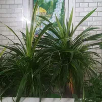 پاندانوس ابلق زیبا مناسب فضاهای بزرگ مانند لابی|گل و گیاه طبیعی|اصفهان, خانه اصفهان|دیوار