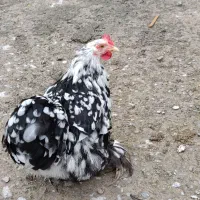 تخم نطفه دار کوشین