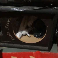 ساب|صوتی و تصویری|نهاوند, |دیوار