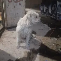 سگ پشمالو|سگ|اهواز, عین ۲|دیوار