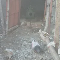 کبوتر دم سبز