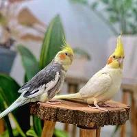 جفت عروس هلندی هر دو رام