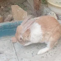 خرگوش