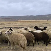 بره ماده (کاور ما)
