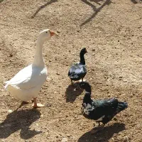 قوغاز نر اردک ماده