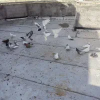 کبوتر کاشونی