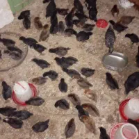 جوجه مرغ خورموج|حیوانات مزرعه|خورموج, |دیوار