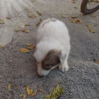 دو عدد توله نرقدرجانی|سگ|کرمانشاه, |دیوار