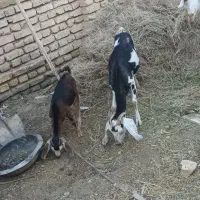 بز و کره و یکی تغل