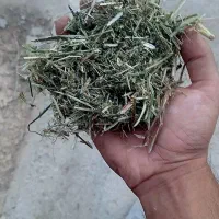 ۲۸ شلیف یونجه