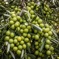 نهال زیتون زرد ترکیه وارداتی