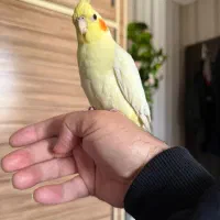 عروس هلندی