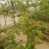 استخدام نیروی خانم برای گلخانه|استخدام صنعتی، فنی، مهندسی|بیرجند, |دیوار