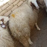 گوسفند|حیوانات مزرعه|کرمانشاه, |دیوار