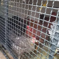 فروش‌مرغ‌