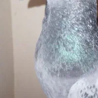 کفتر،کبوتر سبز پولگی آلمانی