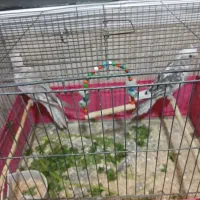 فروش عروس هلندی نره و دوتا ماده