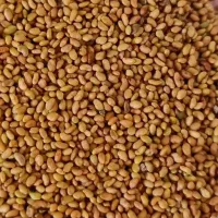 بذریونجه تمیز