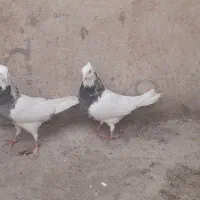کبوتر طوقی