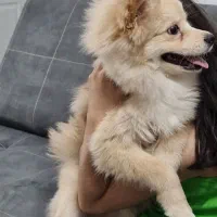 پامر کراس|سگ|اسلام‌شهر, شهرک مفیدی|دیوار