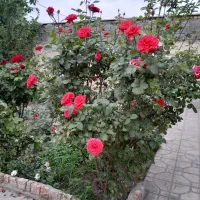 استخدام نیروی کمکی درمنزل شهرستان شهربابک