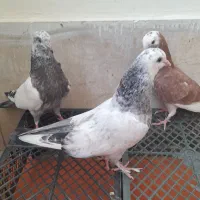 کبوتر جوجه کشی  خوش خط وخال