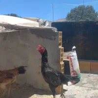 خروس ....