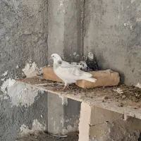 کبوتر|پرنده|پیر بکران, |دیوار