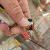 سهره چهار گل خطی|پرنده|اصفهان, ارغوانیه|دیوار