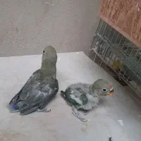 یک جفت عروس ۲۰۰۰۰۰|پرنده|سراوان, |دیوار