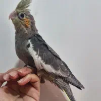 عروس هلندی سرلاکی نزدیک دان خور|پرنده|میناب, |دیوار