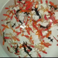 ماهی قرمزفقط عمده