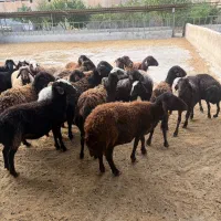 گوسفند