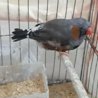 فنج جامبو وشارکول وانگلیسی|پرنده|بندرعباس, |دیوار