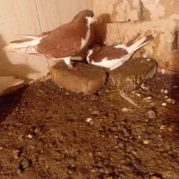 پرنده|پرنده|تربت‌حیدریه, منظر|دیوار