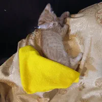 واگذاری بچه گربه