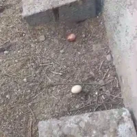 فروش تخم مرغ محلی نطفه دار،مرغ تخمگذار، کود مرغی|حیوانات مزرعه|زنجان, |دیوار