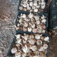 سیر درجه ۱ بذری قرمز  پایه گوگان
