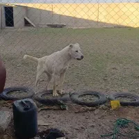 فروش سگ سرابی اصل